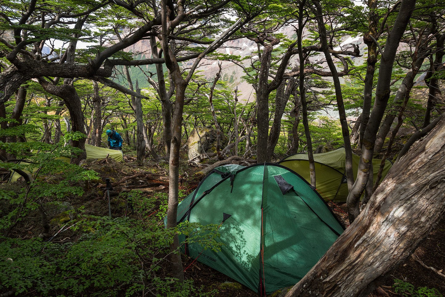 Wet tents in patagonian forest.