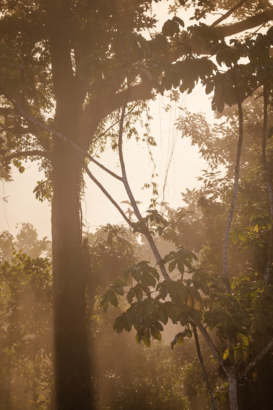 Morning light in the jungle.