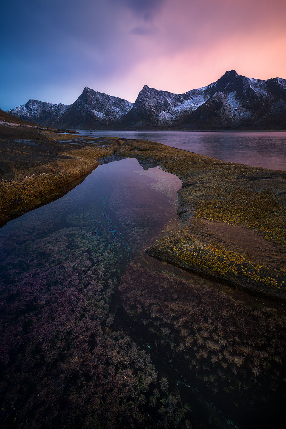 Senja's snowcapped mountains reflected in a tidepool full of life.