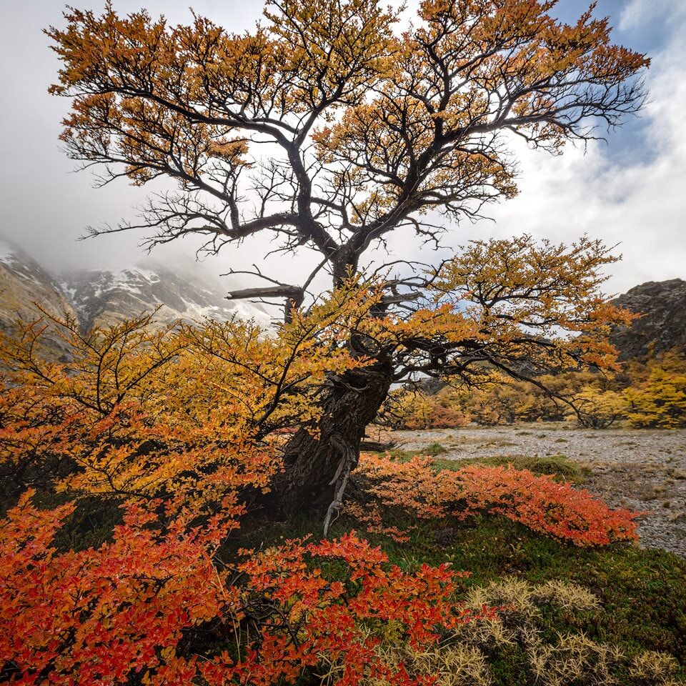 Best of Colours Autumn colours in Patagonia