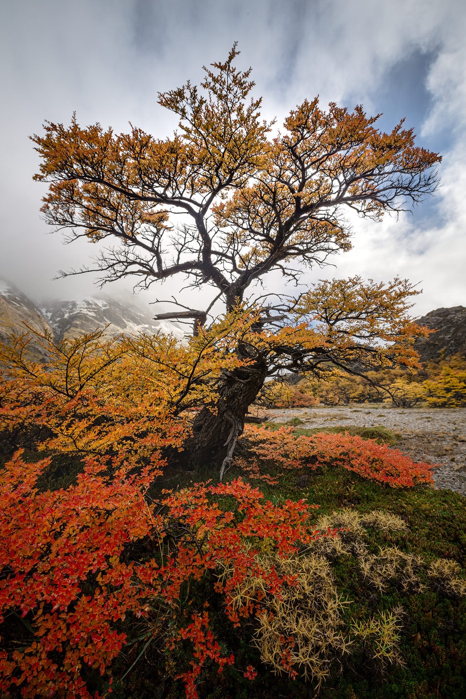 Autumn colours in Patagonia
