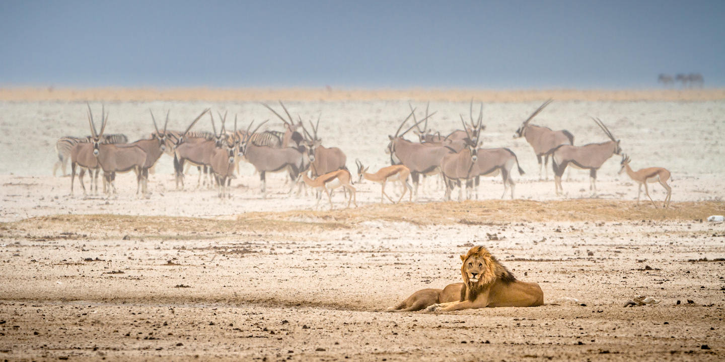A group of lions resting in Etosha National Park