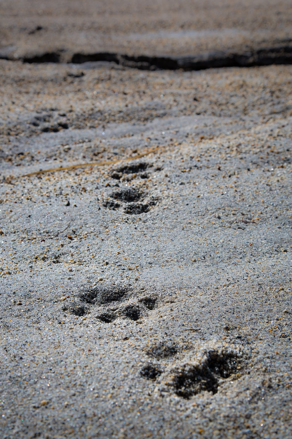 Snow leopard tracks in soft sand.