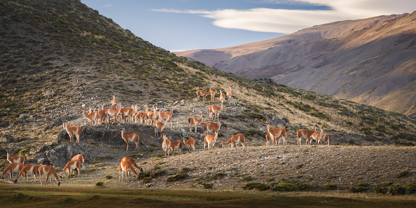 Group of Guanacos in Parque Nacional Perito Moreno