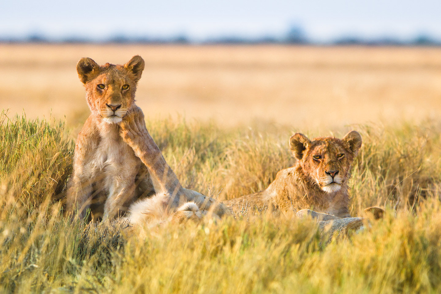 Young lions in soft morning light