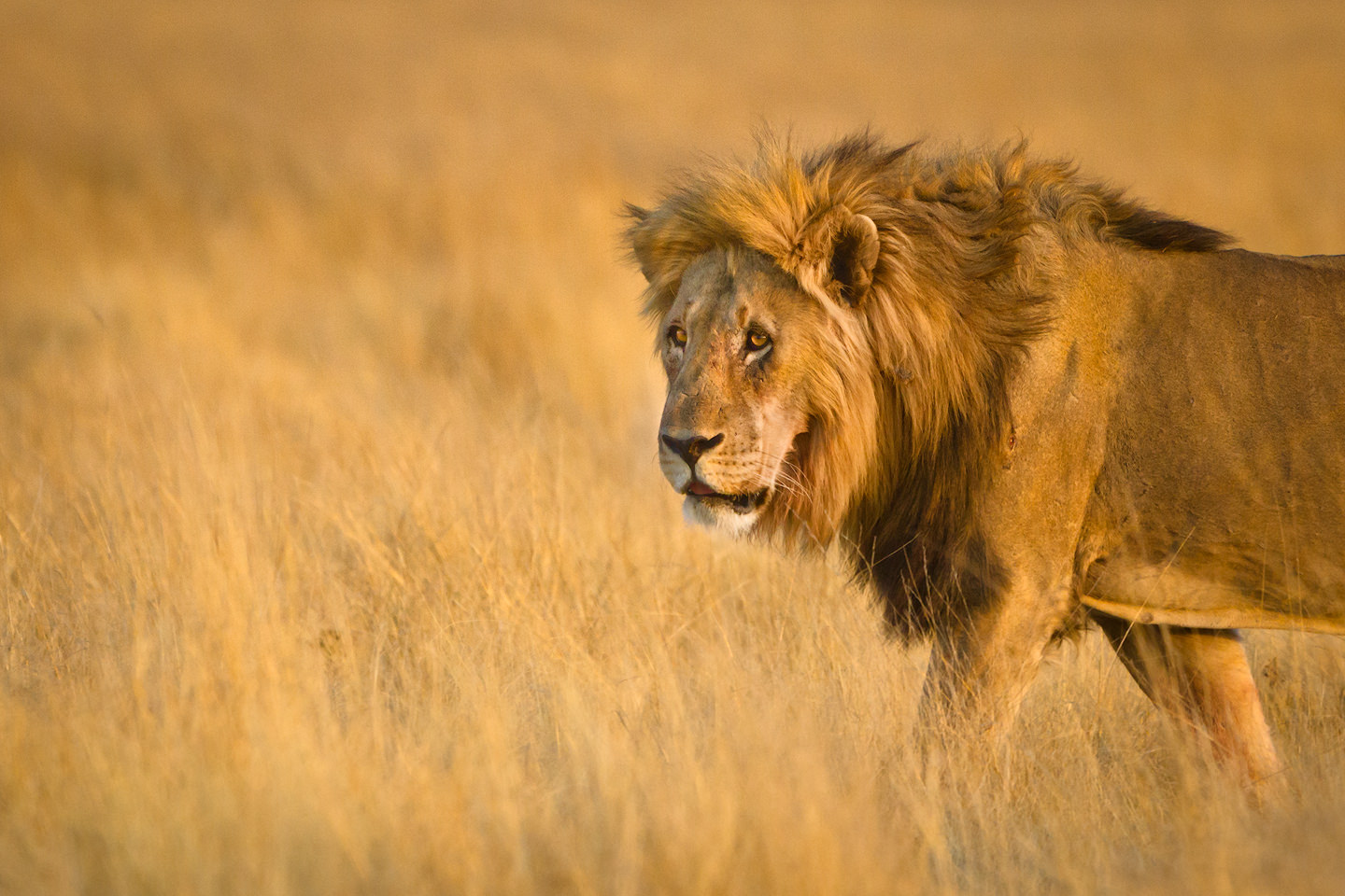 Male lion in morning light.
