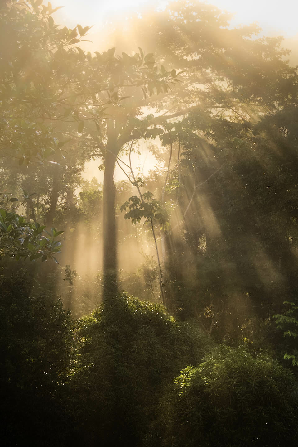 Light filtering through rainforest vegetation.