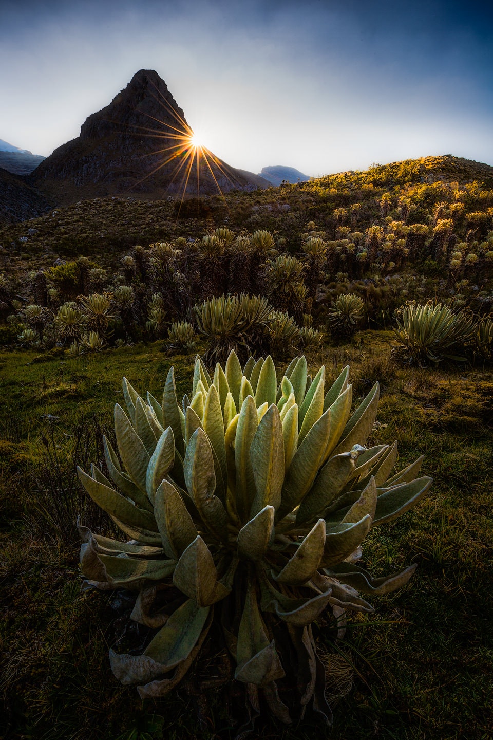 Páramo vegetaion at sunrise in Parque Nacional El Cocuy