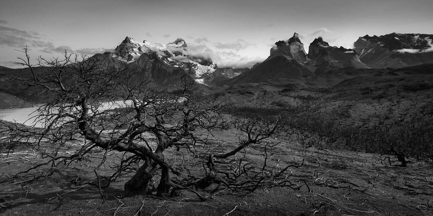Burned trees in Pqrue Nacional Torres del Paine