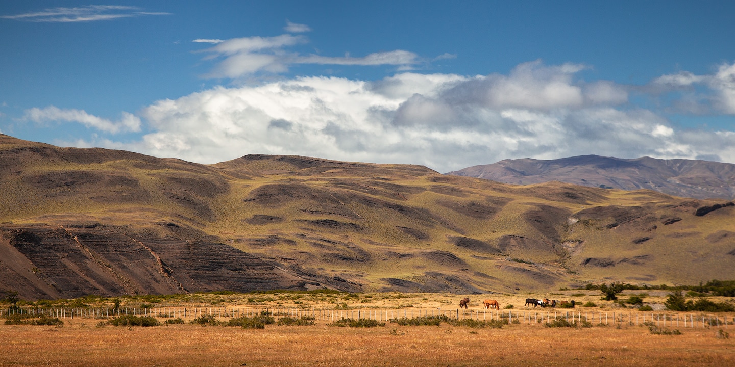 Horses grazing in Patagonia